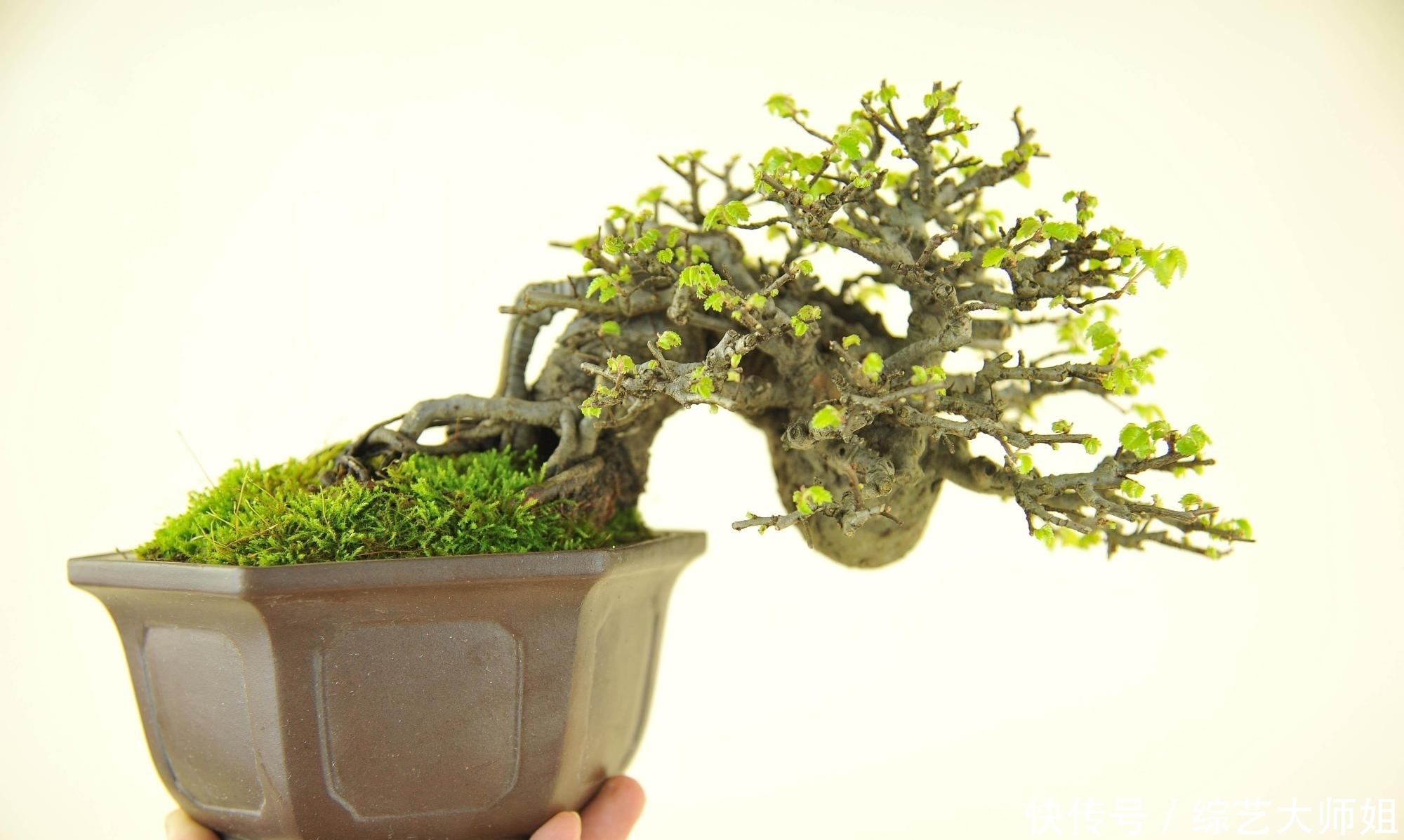 盆景是中国国粹,外国也爱盆景,但是两者的区别在于什么?