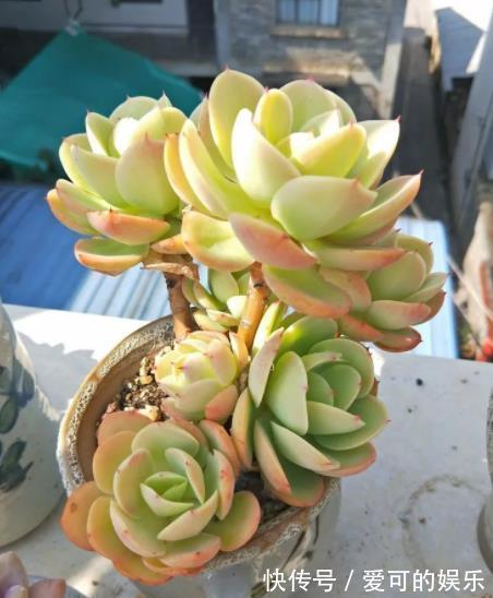 长势|秋冬养碧桃,了解掌握几个要点,颜色靓丽爆小崽,长成小老桩