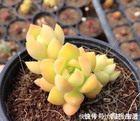 美靓多肉|女同学喜爱的8种“美靓多肉”,就是难养了点,看看你都养过没!
