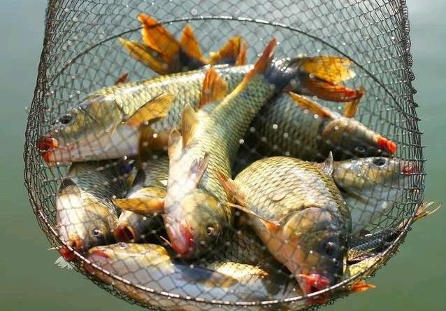 从鱼性钓位钓技看钓鱼，这些口诀很好记哦