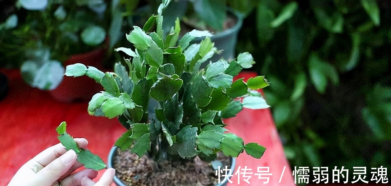 营养土|12月“扦插”3种花,明年春天就长花苞,超值