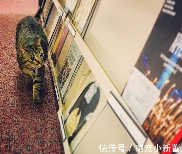 虎斑猫|大学聘请新图书管理员, 只卖萌不干活, 猫咪管理员吸引学生多读书