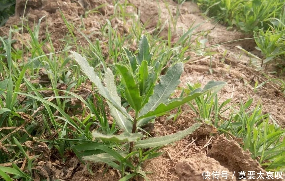  名字“炸毛”的植物，价值却极高，请不要忽视它，含钙量超牛奶