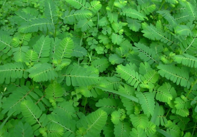 氯化钾|路边不起眼的一种杂草,清热解毒,止咳化痰,补血益气,好处多多