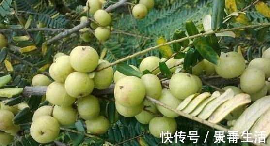 滋养|女性不想子宫早衰,晚上当零食吃几颗,滋养卵巢,赶走妇科病