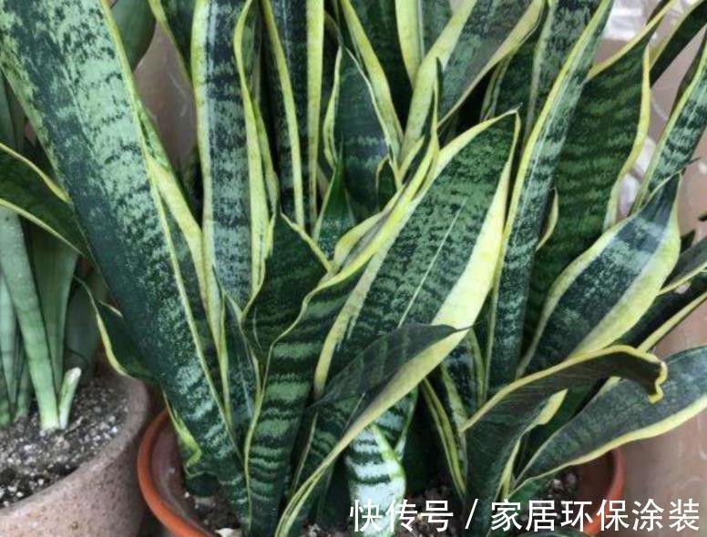 透气性|养殖虎皮兰,落实好“2多2少1勤”,叶子挺直,侧芽呼呼窜爆盆