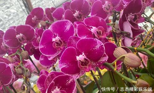 橘子水|别再花钱买花肥，给花喝勺神仙水，四季油绿开花旺，施肥都省了