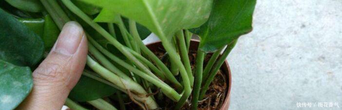 想把绿萝养成“树”请塑料瓶来帮忙,一分钱不花,养成大叶萝!