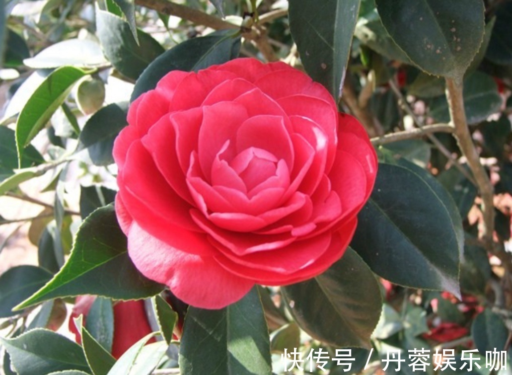 家里有5种花,想要开花多,秋天别忘施1种肥