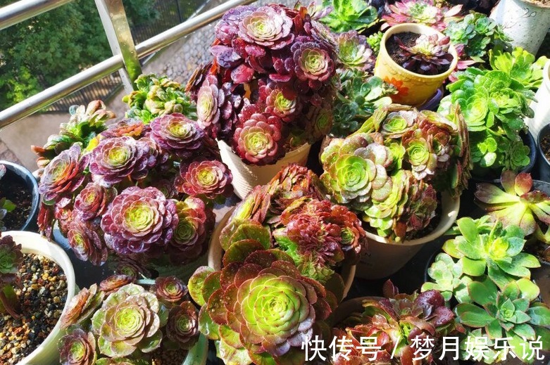 法师|夏季养殖多肉法师,多注意这3点,植株长得壮实,更易出状态