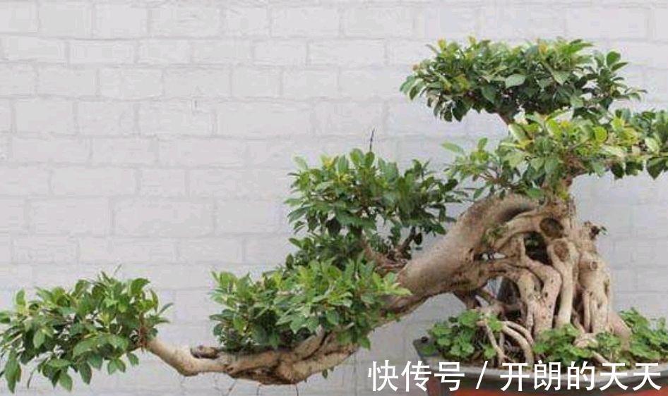 养护|榕树盆景要想美不胜收，几个管理耍起来