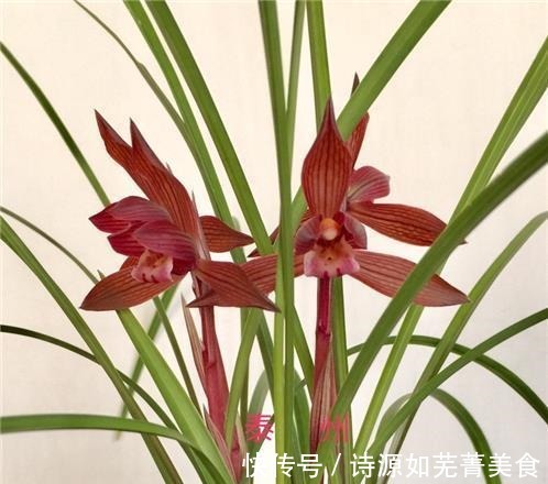 这款兰花香气醇正,花姿典雅大气,喜欢闻花香的花友值得入手!