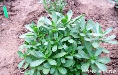 野菜|农村的这几种野菜今年已经错过了，明年不要再错过啦，健康又治病