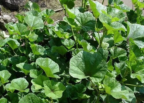 美味|曾是“百菜之王”,腊月烧粥很美味,今却成野菜,农民拿来喂猪