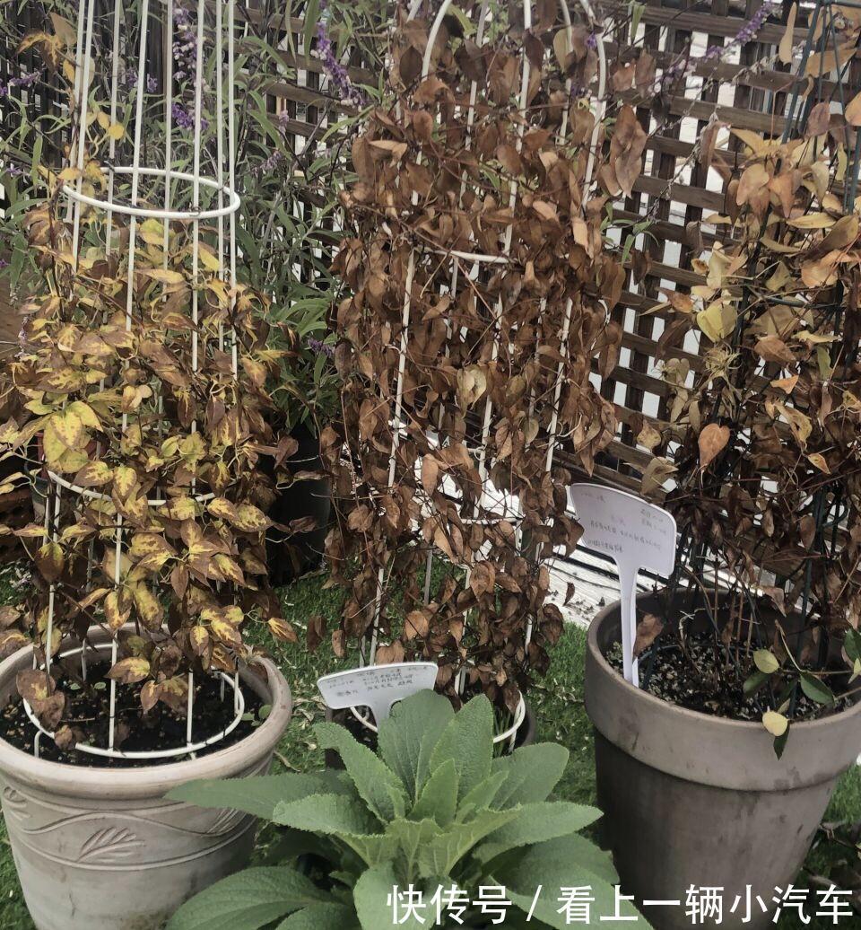 6种富贵花,冬天爱“装死”,好好“伺候着”,来年繁花多几倍