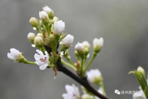 连州上万亩梨花轻舞飞扬，不负春光不负卿