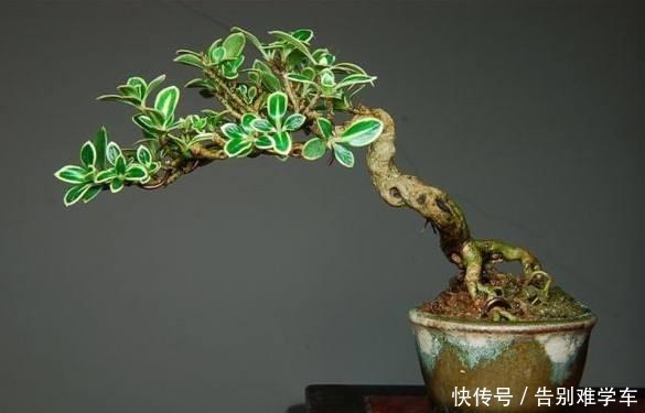 六月雪盆景,咋让它更美更漂亮呢!