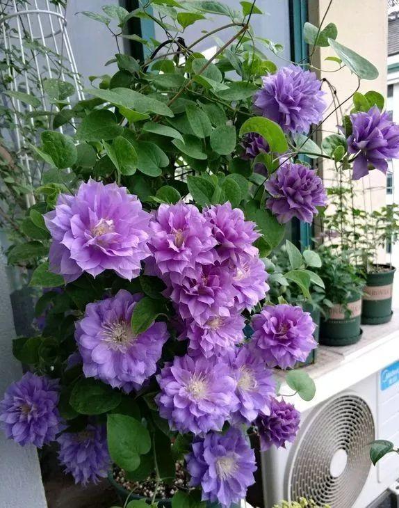 颜值担当|想要打造“高级”花园,春天种上“4种花”,颜值高,爱开花