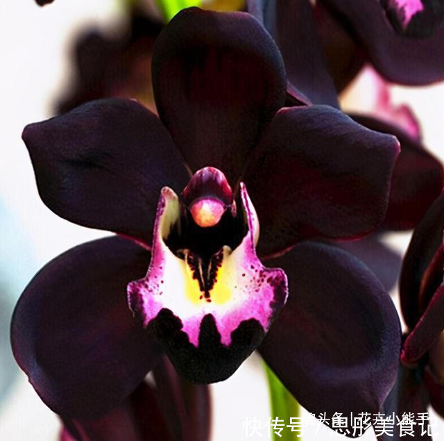 此兰,花色非常“神秘”,刷新了对兰花的认知,被誉为兰花界新宠