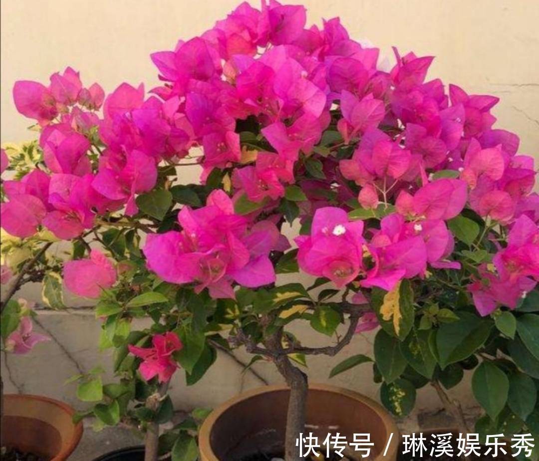 一段时间|天气转凉,入手5种花,养一段时间就能长满花苞