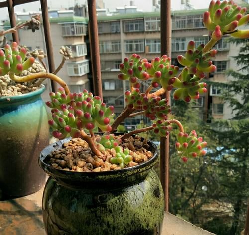 多肉乙女心，天暖盆栽时多晒太阳、适量低温才能让叶子越长越美