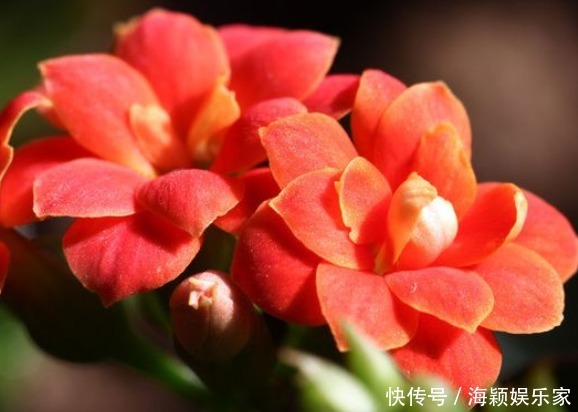 懒人想养花，这4款花被称为“开花机器”，漂亮养护还简单，超美