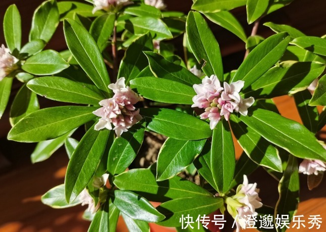 喜欢养芳香花卉的人,客厅只养一盆“夺香花”,好闻又大气