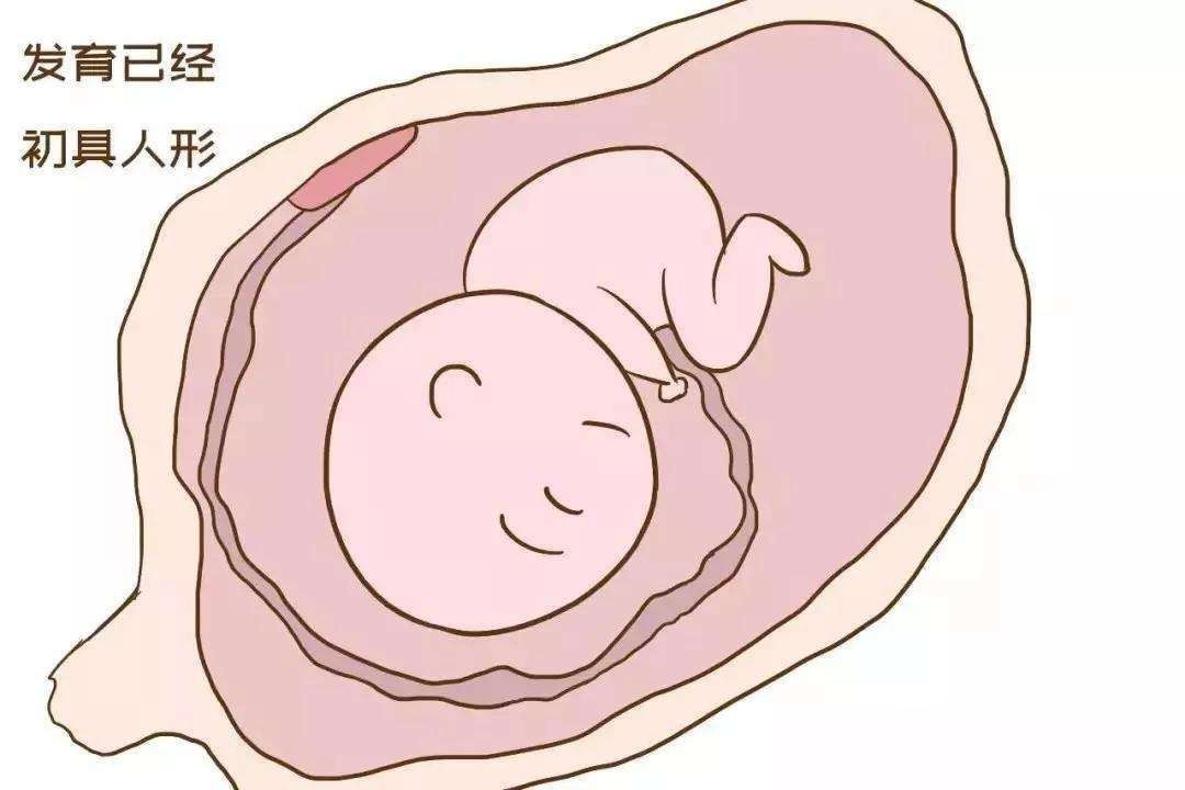 发育|胎儿智力发育高不高，从孕妈身体3个反应可得知，快学起来！