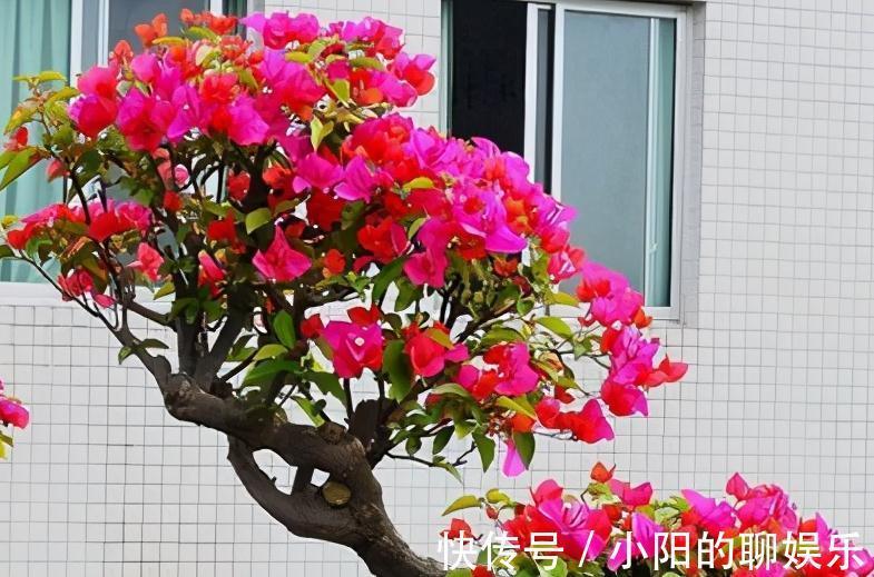 4种花很独特,容易打造老桩盆景,被当成传家宝,喜欢吗
