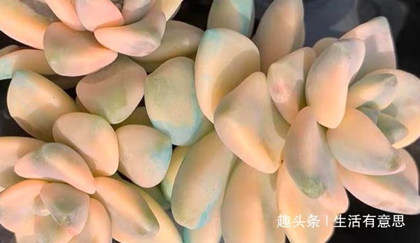 老花匠忠告“3类”花不能浇水,越浇死得越快,可惜很多人不懂