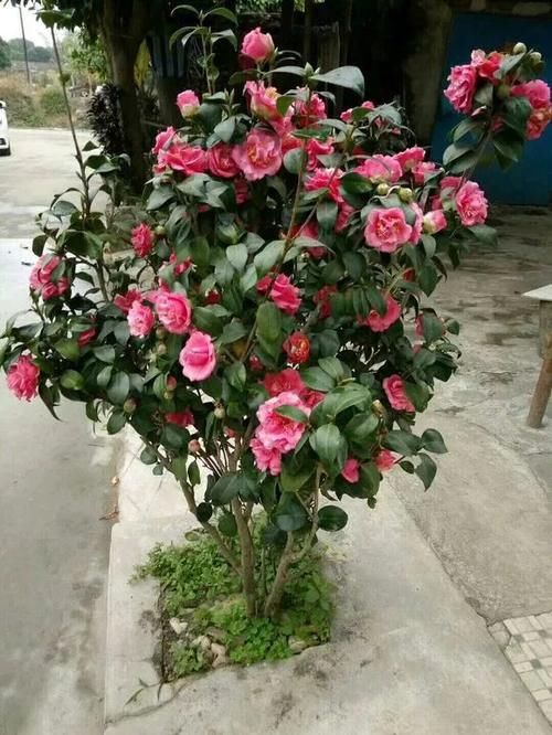  种花|比香水好闻的3种花，冬天开爆盆，满屋飘香精神好！