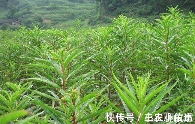 解酒|农村一种野草,酒后泡一泡,解酒又护肝,被誉为“天然解酒药”