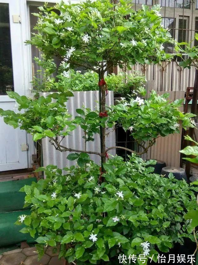 花也能成精,养成巨无霸,一次开花50朵,比小孩还高!