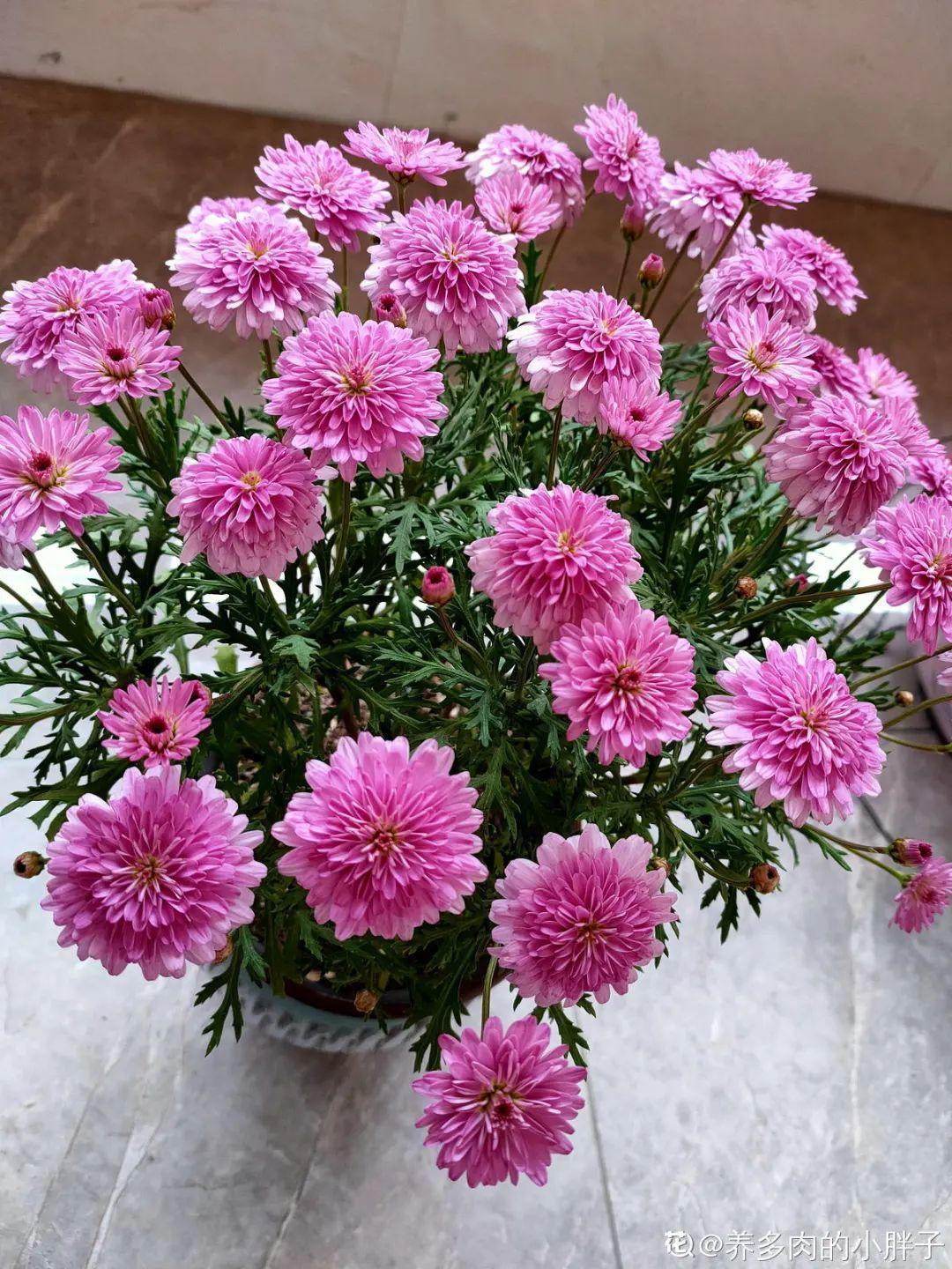 家里养了月季，花后使劲剪，越剪越开花，真省心