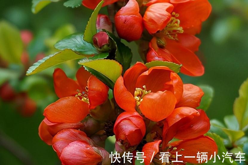 这种木瓜开花挺好看了,做成盆景搬回家