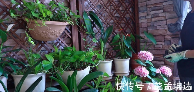 绿萝|家里不养一盆一叶兰太可惜了,好看如兰花,却比绿萝好养10倍!