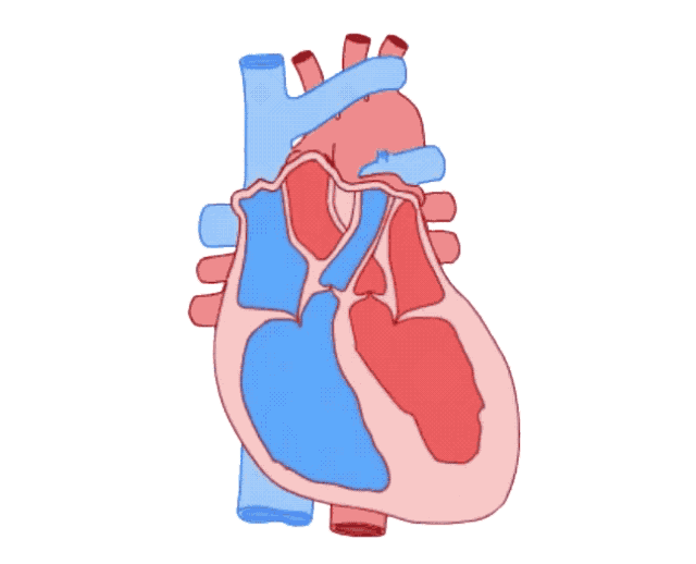  心脏瓣膜病|心脏的“门”坏了