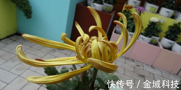 喜欢菊花,不如养盆“菊中精品”古刹金刚,似金刚罗汉,刚劲有力