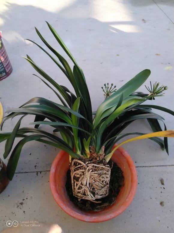 扦插|不用扦插,养花1盆变10盆,把根一掰,成活率翻倍!