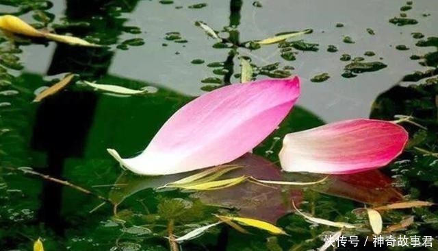 唐朝|唐朝最“肉麻”的一首诗,全诗仅20字,却道尽相思的苦楚!