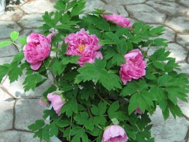 修剪|4种花好养易活，开花多，一开就停不下来，家里开成花海