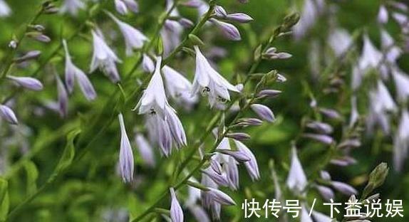 养殖|7款颜值高、管理容易的植物,忒适合地栽、盆栽,个个枝繁叶茂