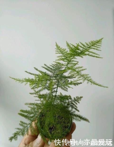 冬季文竹爱黄叶，改掉3个坏习惯，叶子绿油油，亭亭玉立气质好