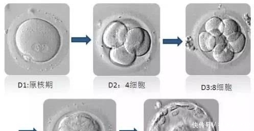 碎片|3分钟教您看懂胚胎等级报告，科学评估试管婴儿着床率！