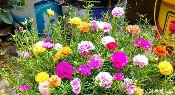 它叫“半枝莲”，开花似“牡丹”，撒一把种，开一片“五彩花”！