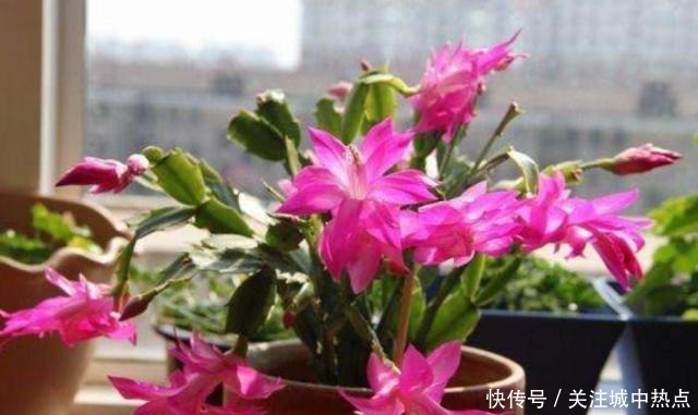 养蟹爪兰,入冬后3个地方不能放,否则影响开花!