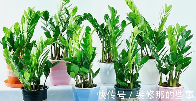 吉祥|适合家里养的“健康花”,干净健康,还吉祥,格调高雅有品味