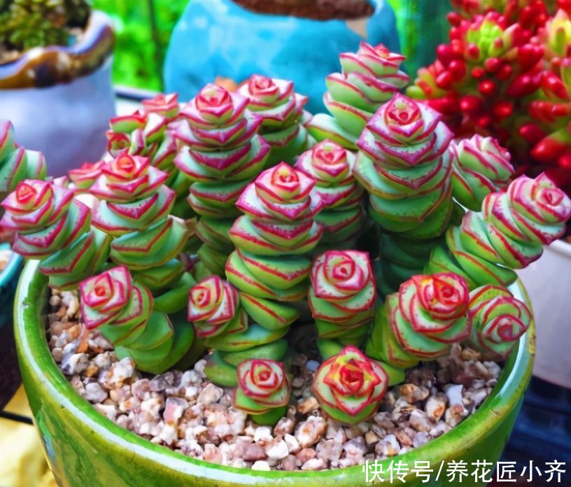 枝条|不会扦插不要急，这6种植物，一根枝条剪成多段，插土里就活