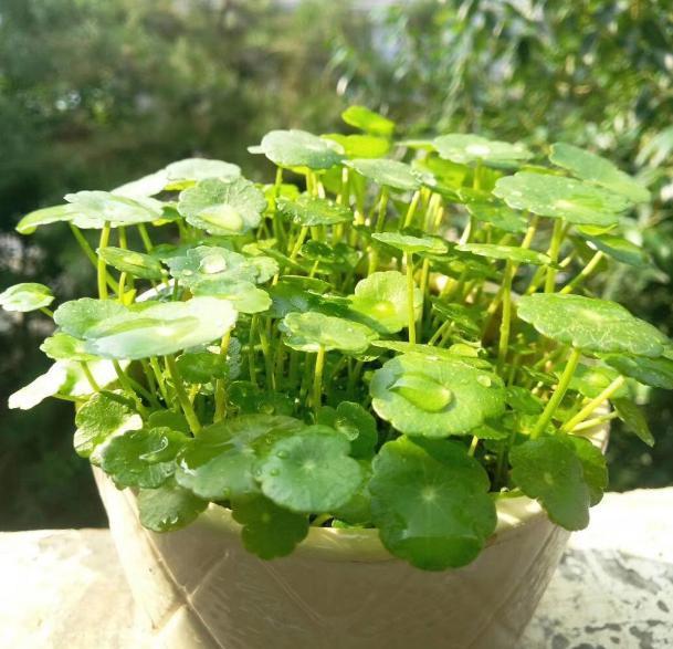 铜钱草开花了,剪掉还是留下“1步”让它叶片绿多又大长爆盆