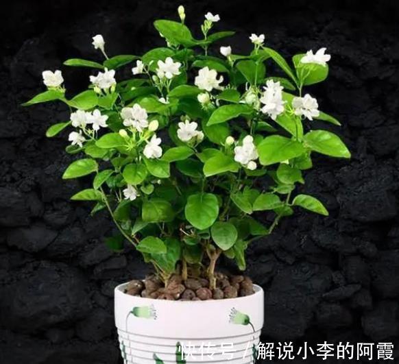 植株|5种花冬天假死后,可别丢了,注意保暖,来年开春还能发芽开花